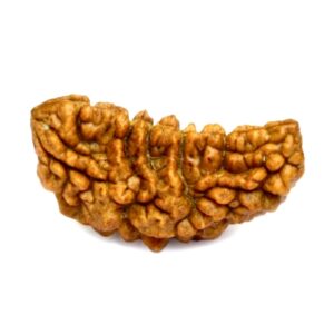 Ekamukhi Rudraksha