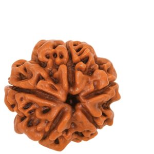 Pancha Mukhi Rudraksha